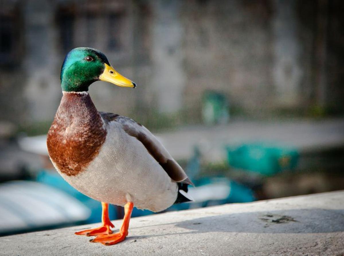 Play the trick and win – HR message from Mallard duck